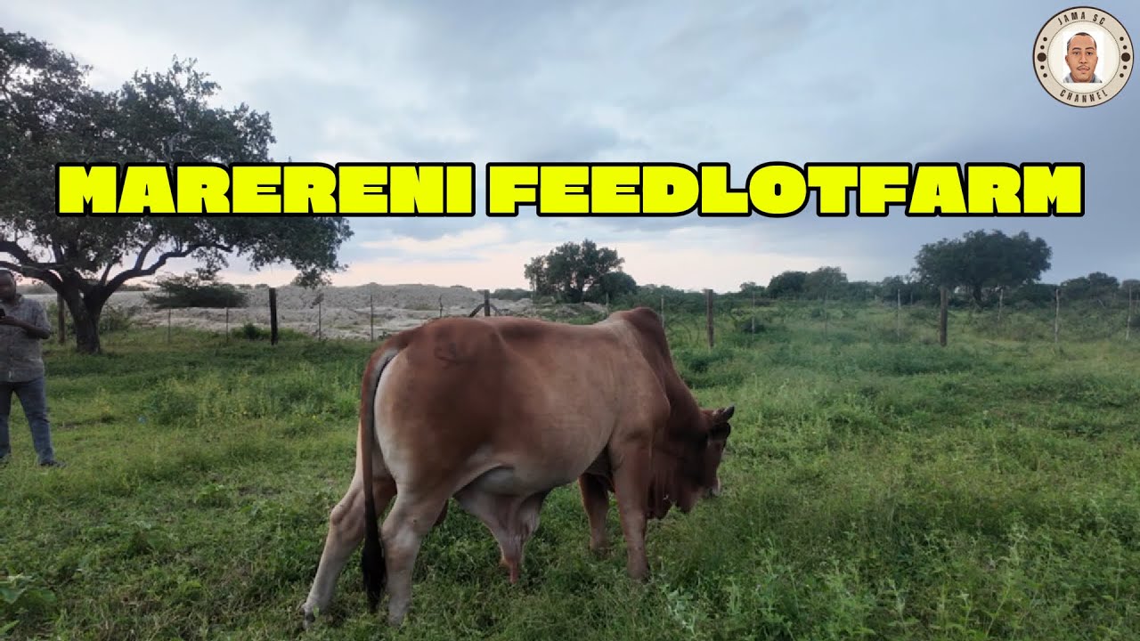 MARERENI FEEDLOTFARM