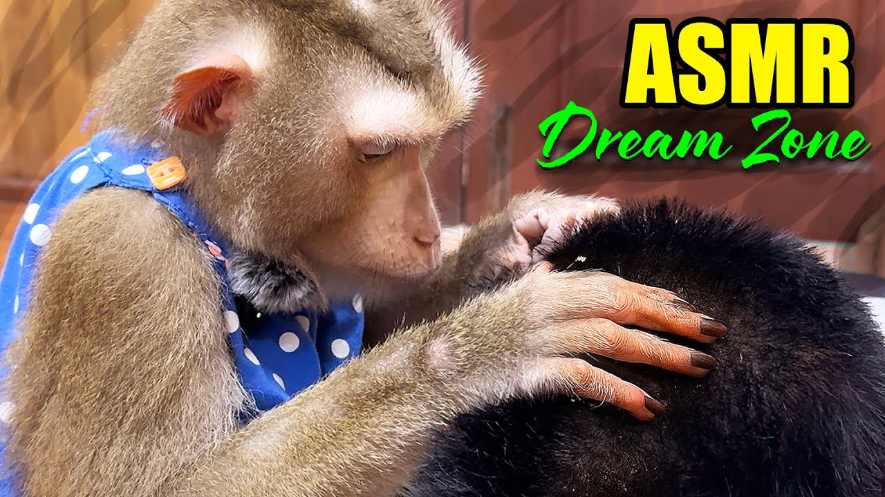 ASMR Monkey Grooming | No Talking, Pure Triggers for Deep Sleep