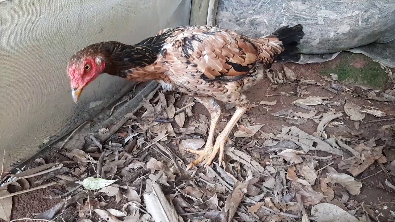 diferença entre galinhas: índias, mestiças e caipira...