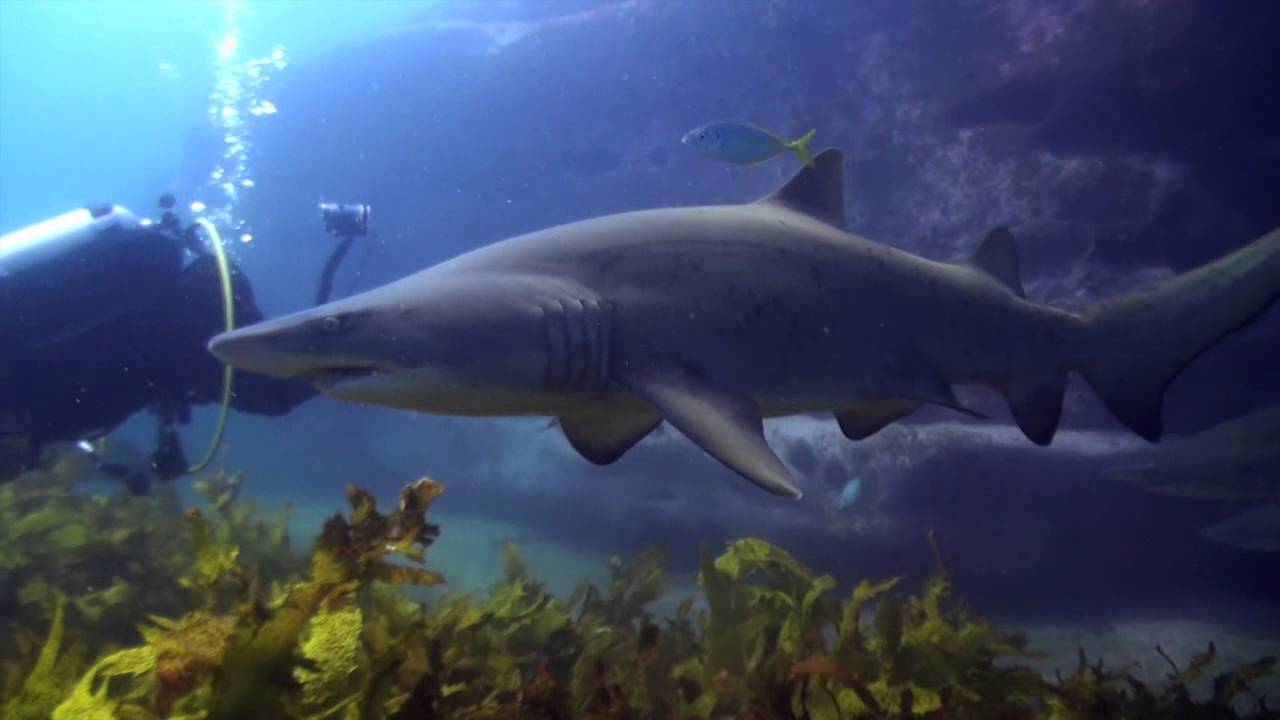Magic Point Dive Promo
