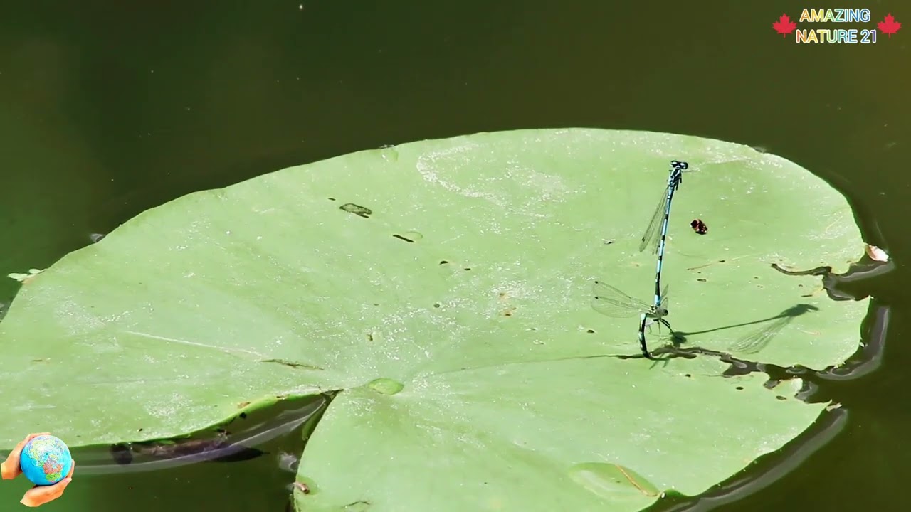 🐞🌊 RIVER INSECTS 🌊🐞