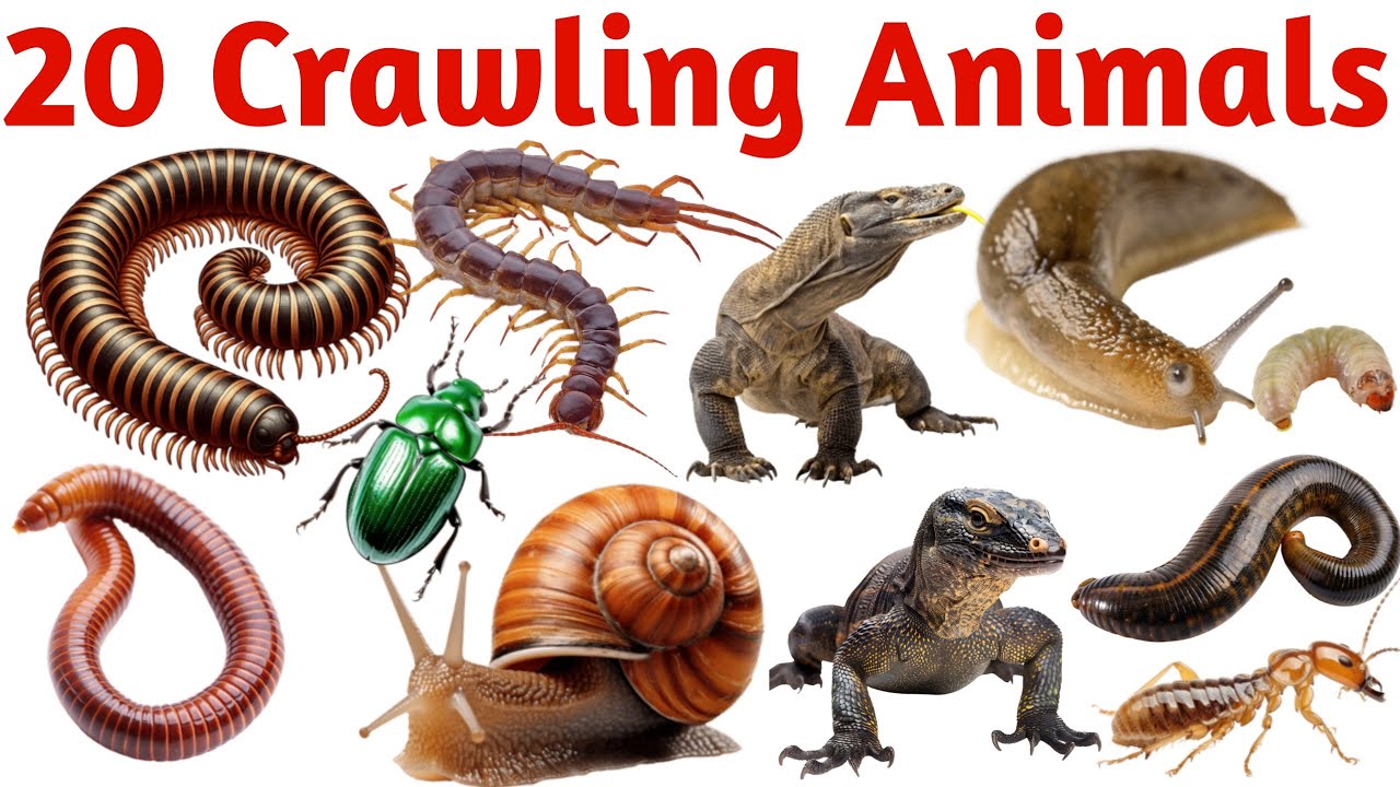 रेंगने वाले जानवर सीखें बच्चों के लिए | Learn 20 Crawling Animal Names for Kids with Pictures