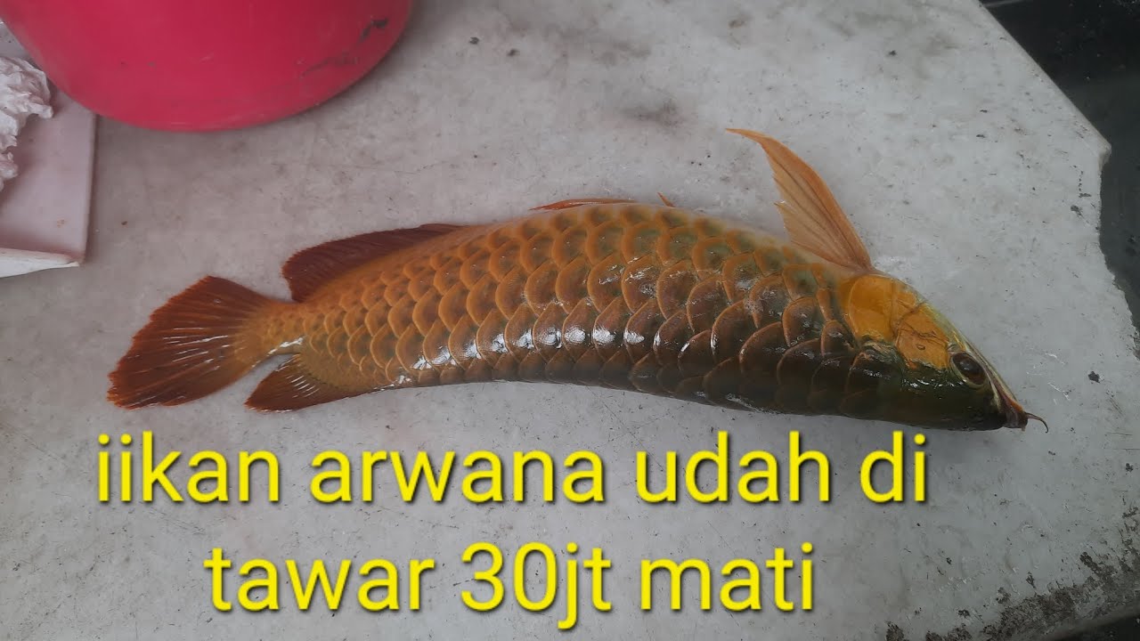 Ikan arwana di tawar 30jt malah mati panjang 50cm