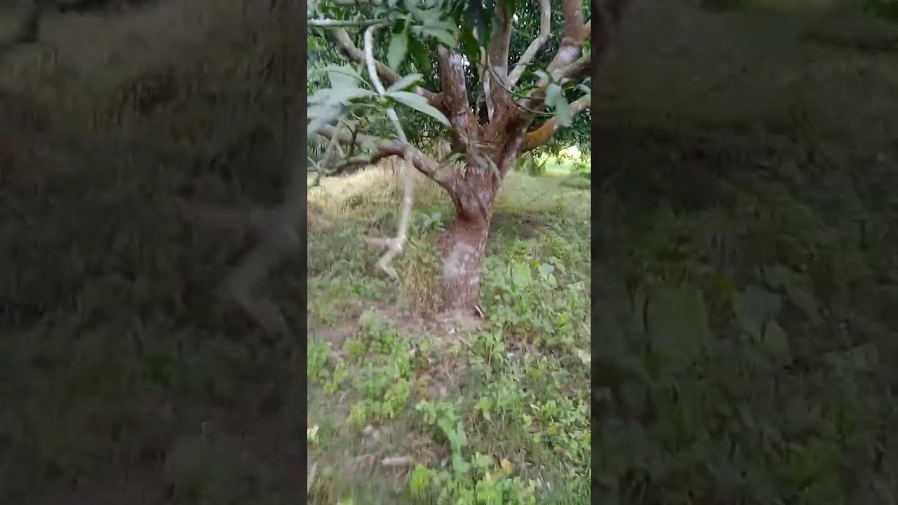 আমের বনে যেতে যেতে।