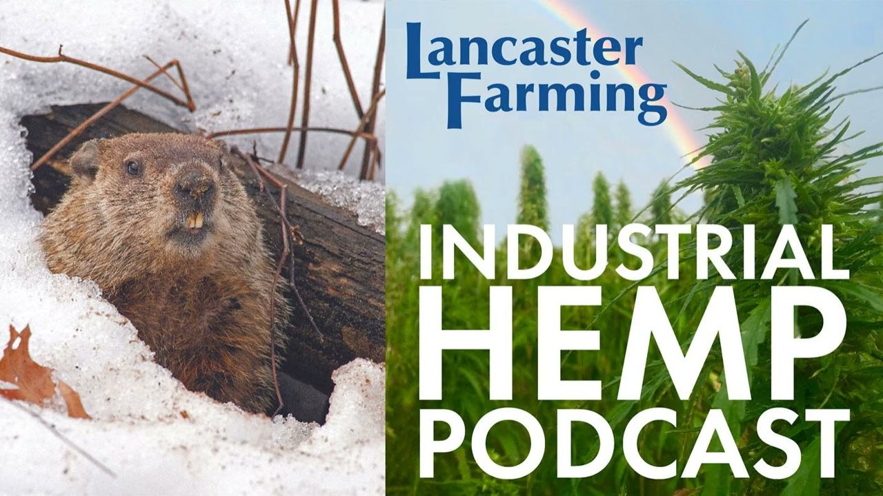 Hemp in Pennsylvania: Commodity Crop or Shadow Cannabis Market?