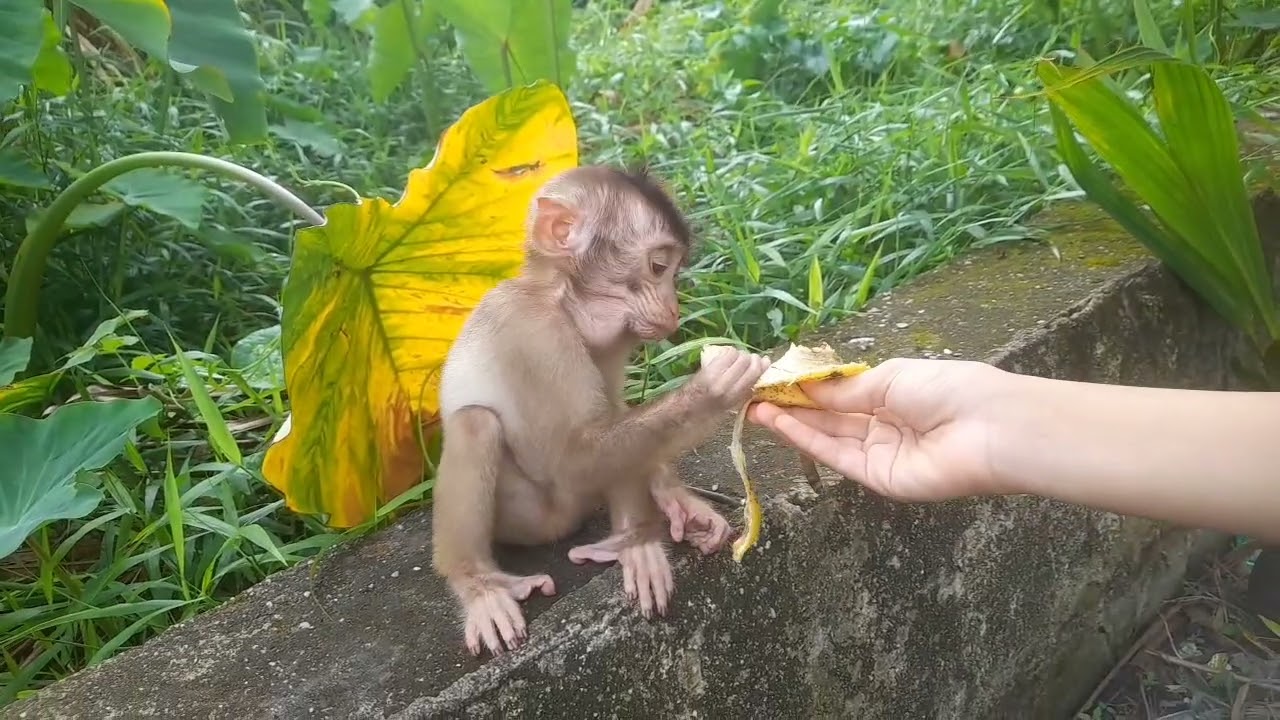 Anak monyet senang nya caca bermain lompat lompatan