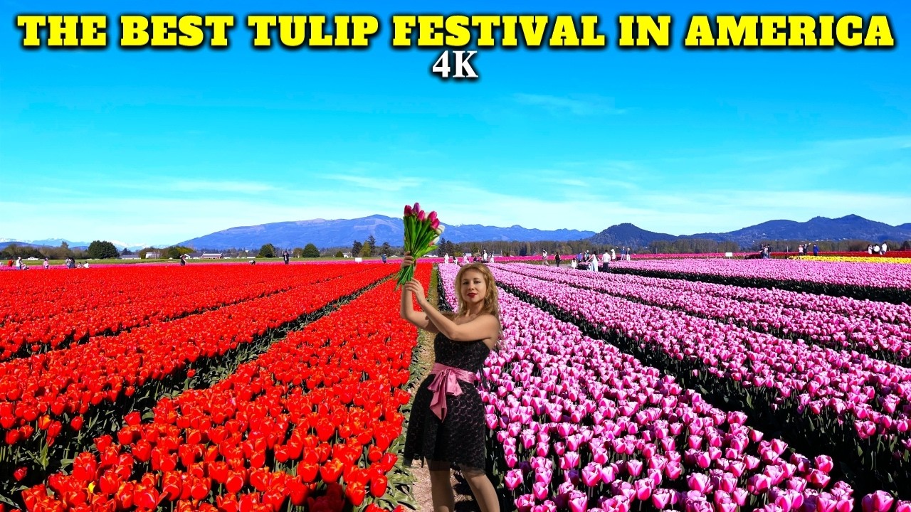 Skagit Valley TULIPS FESTIVAL 2025 🌷 Stunning ROOZENGAARDE Tulip Fields in Full Bloom | Mount Vernon