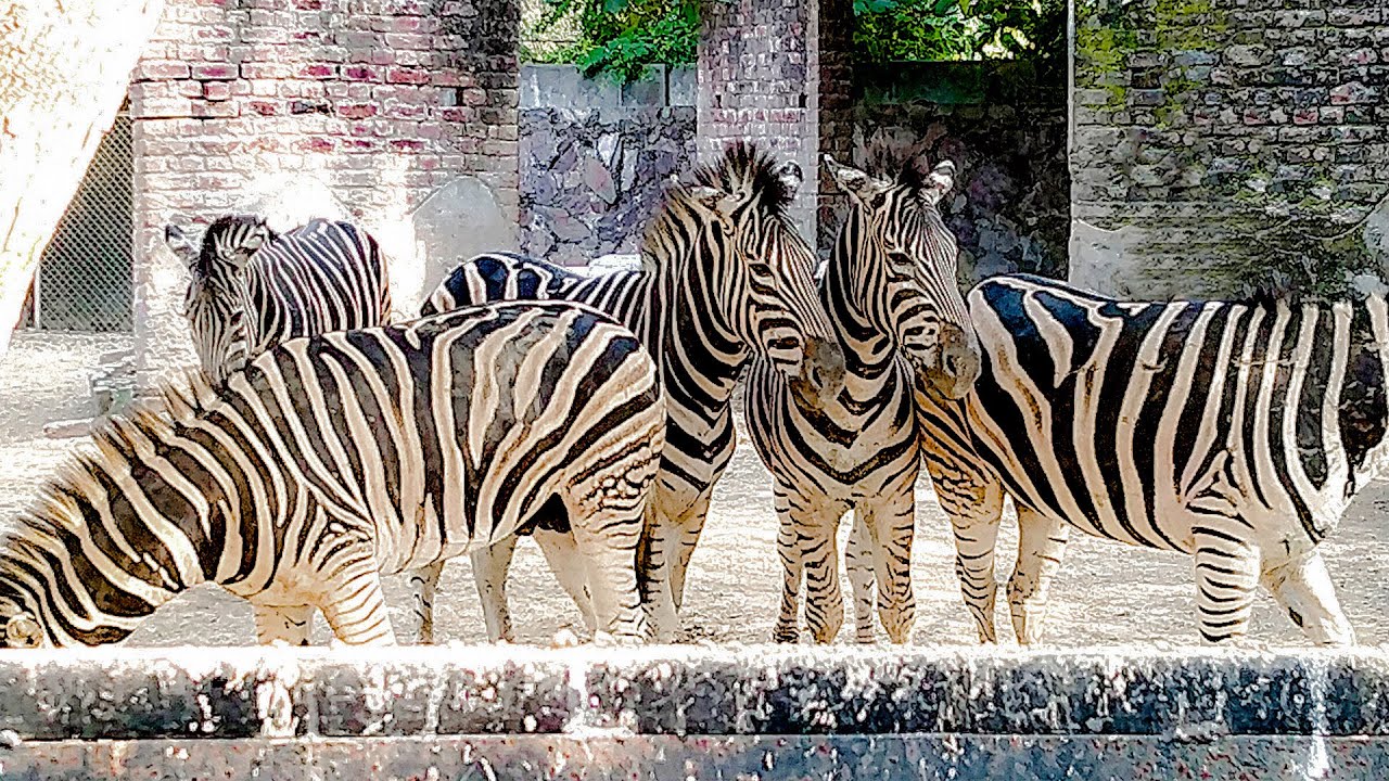 Zebra Beautiful Animal in Lahore Zoo