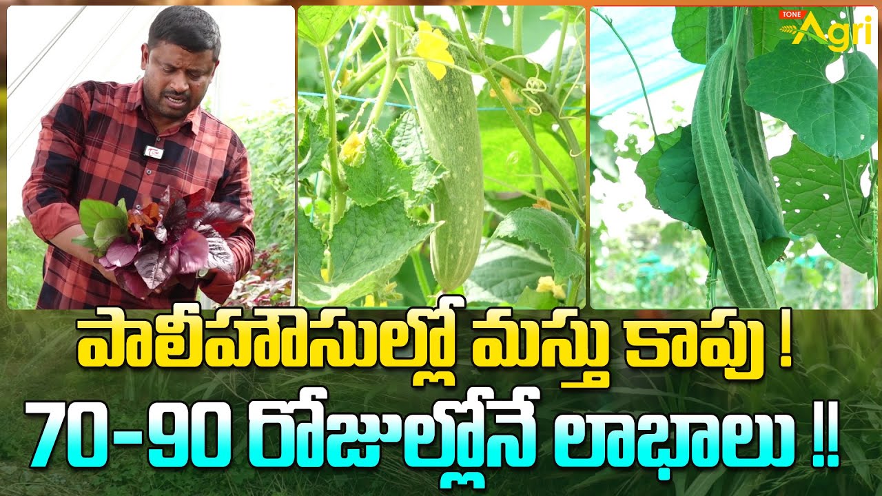 Keera, Beera, Goruchikkudu Farming | పాలీహౌసుల్లో మస్తు కాపు..!  70-90 రోజుల్లోనే లాభాలు.. Tone Agri