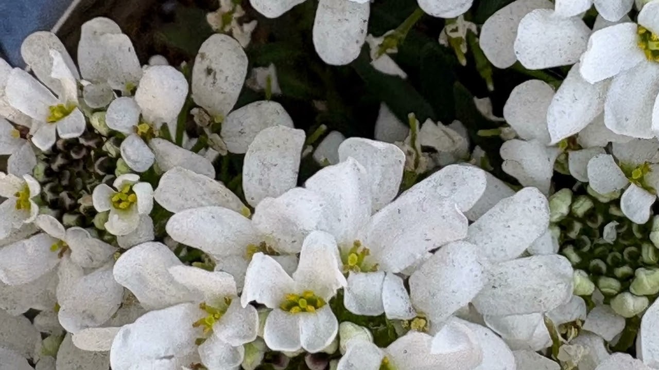 イベリスの花言葉は「心をひきつける」、「初恋の想い出」、「甘い誘惑」　　　　　　　　　　　　　　　　　　　癒しの花と音楽