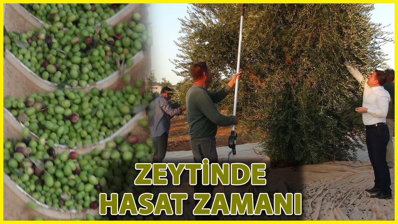 Kilis’te Zeytin Hasadı Başladı