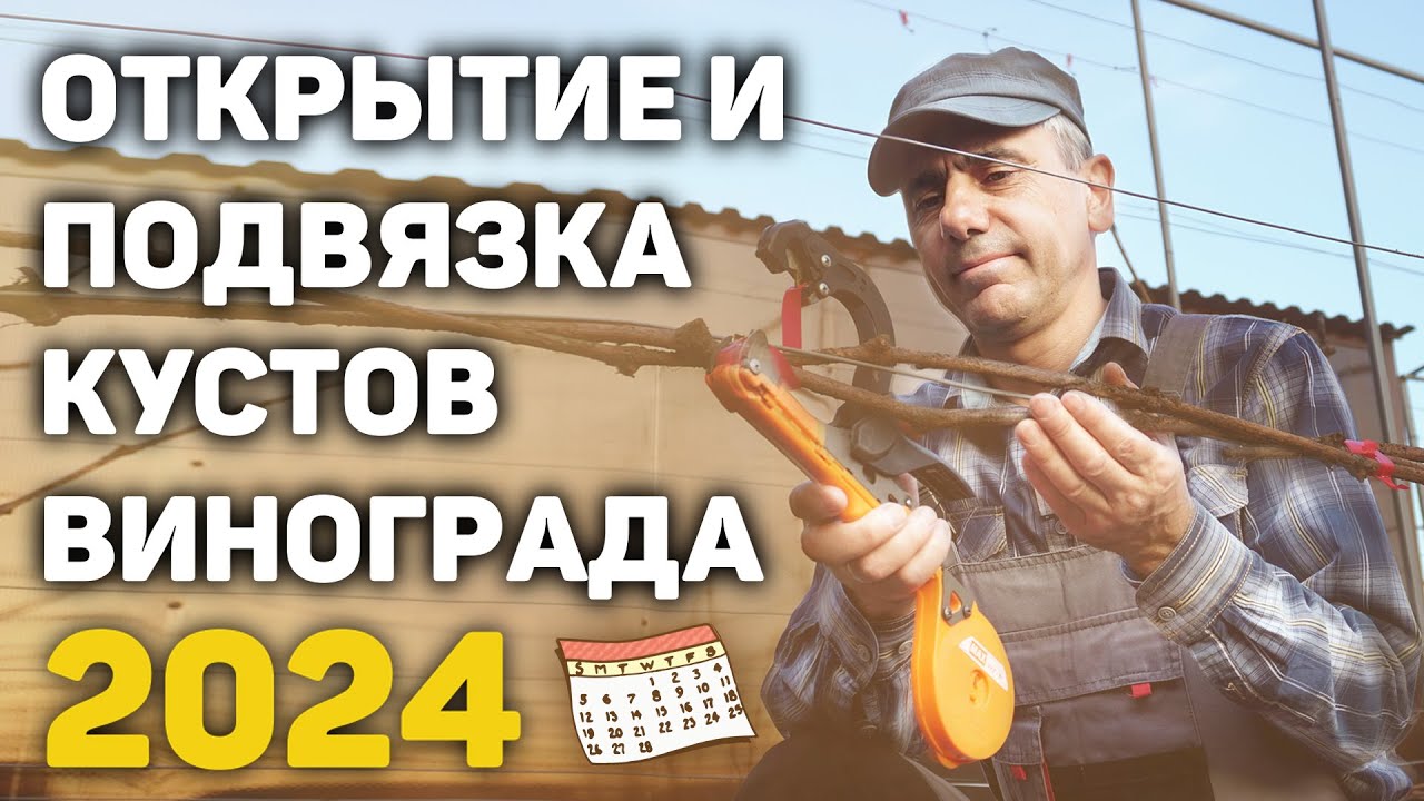 Открытие и подвязка кустов винограда - 2024