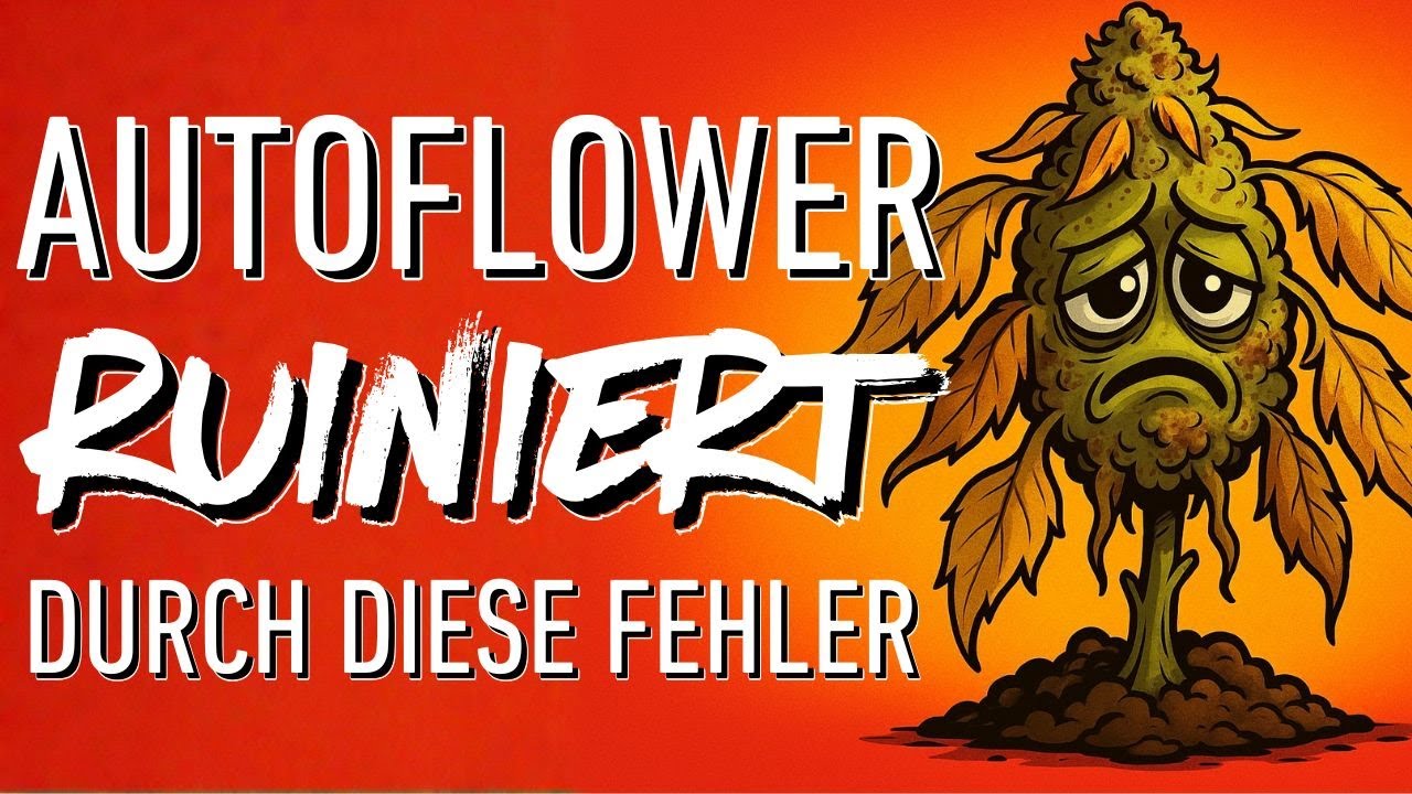 9️⃣ Autoflower-Fehler, die JEDER Anf&auml;nger macht 😱 | Cannabis Grow Tipps &ndash; so vermeidest du sie!