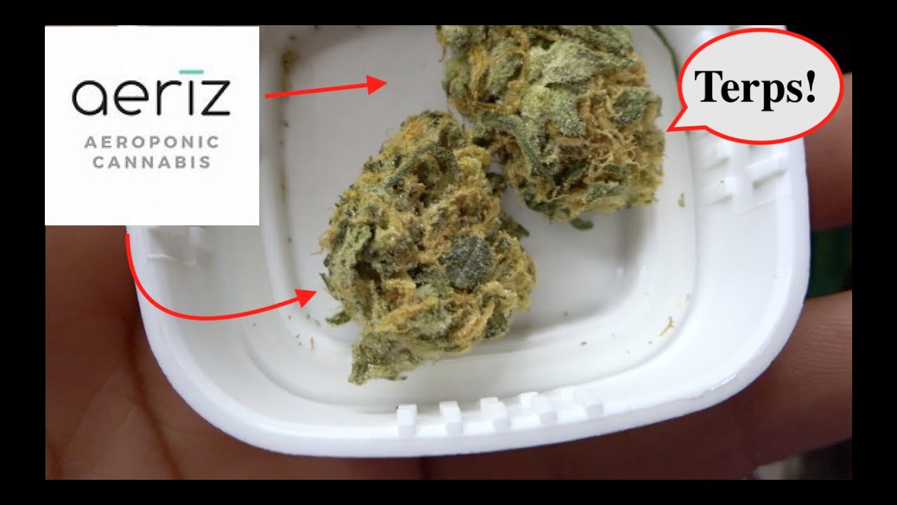 High Times Cannabis Cup: aerīz *Jenny Kush* (Strain Review)