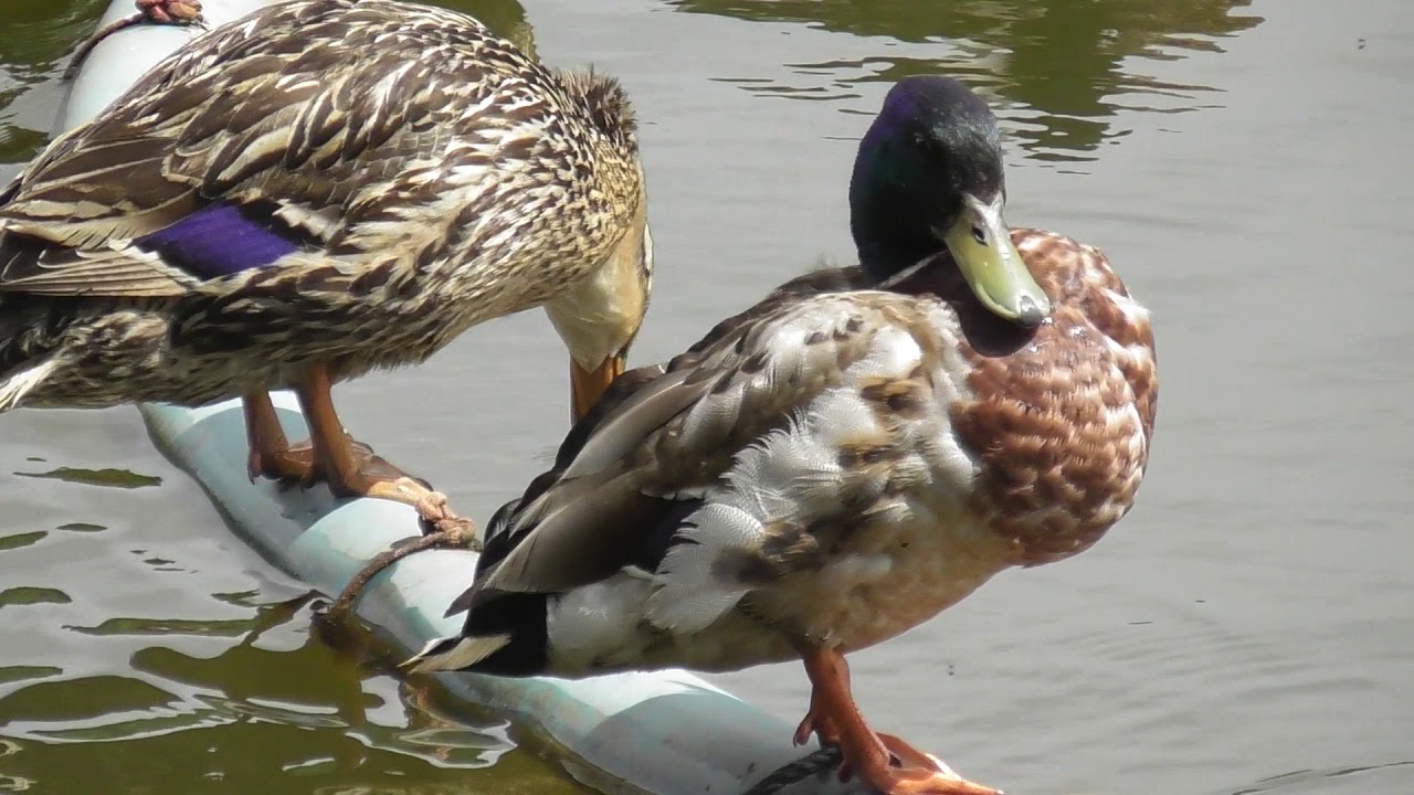 Male Mallard closeup with Female mate British Birds UK