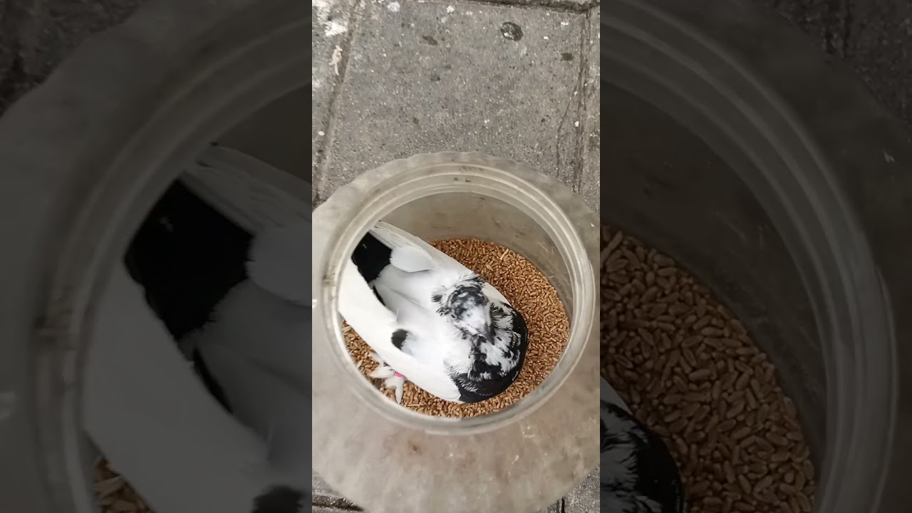 G&uuml;vercinim Kutuya Sıkıştı.! ( Sen Nasıl Girdin Oraya.? ) #g&uuml;vercin #kuş #hayvan #pigeons