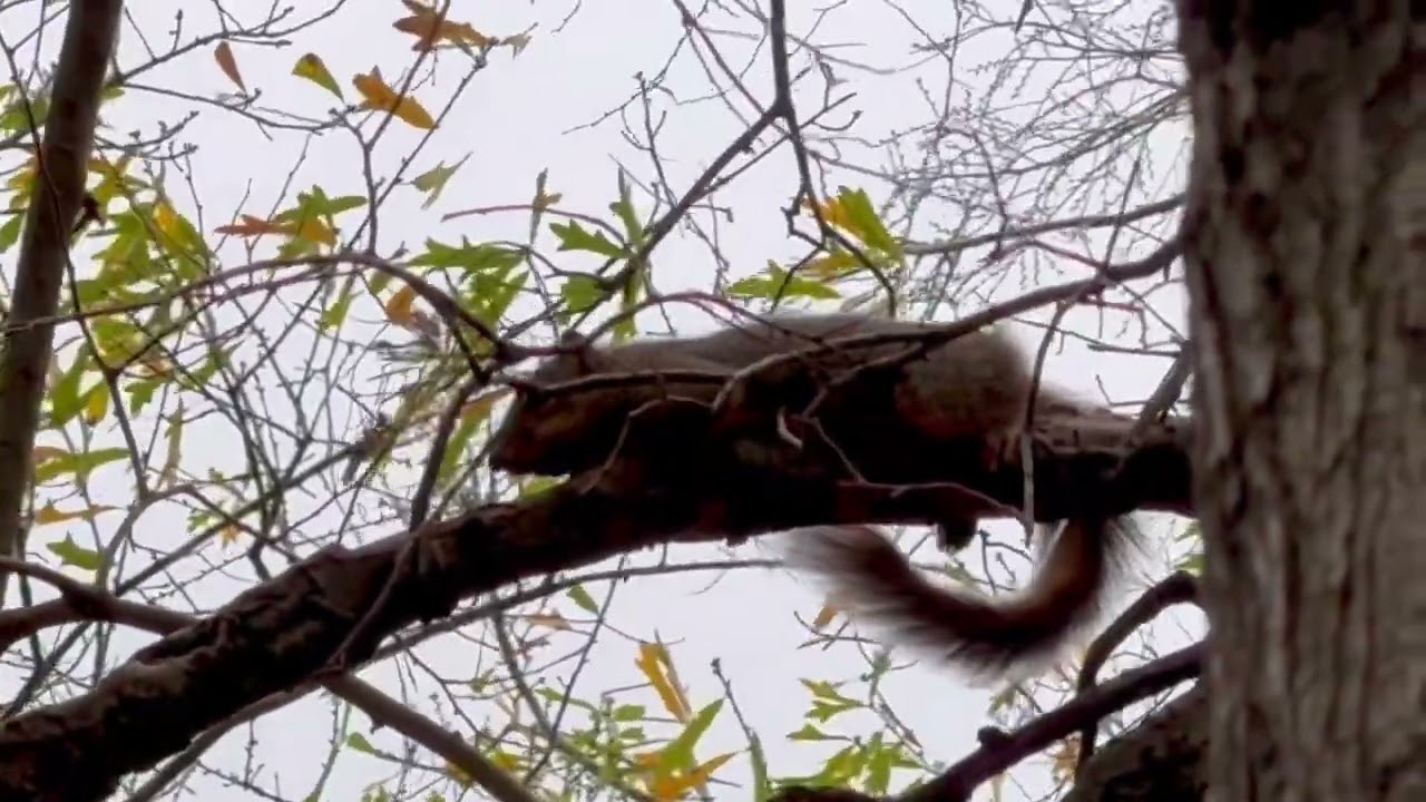 Braving the wind for breakfast #squirreladventures 