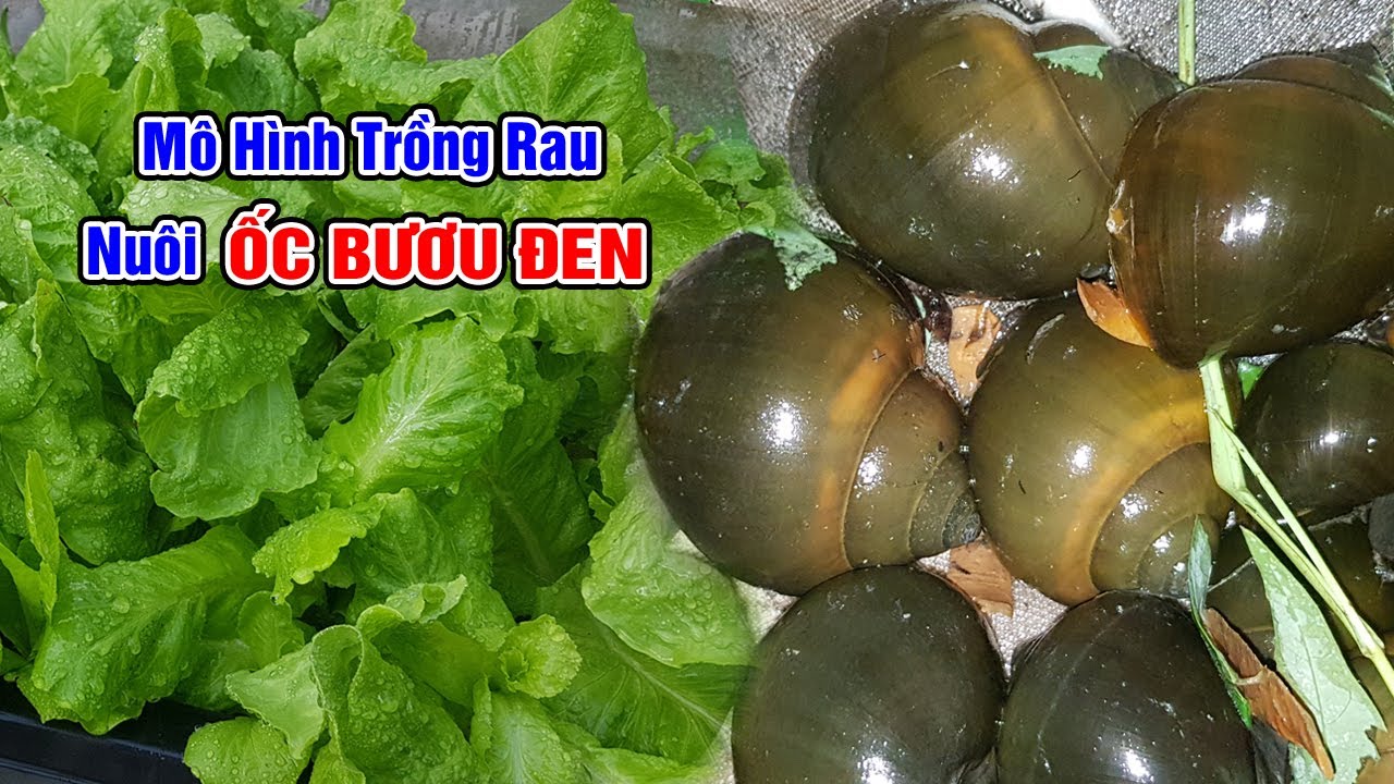 Mô hình trồng rau nuôi ốc bươu đen (ốc nhồi)