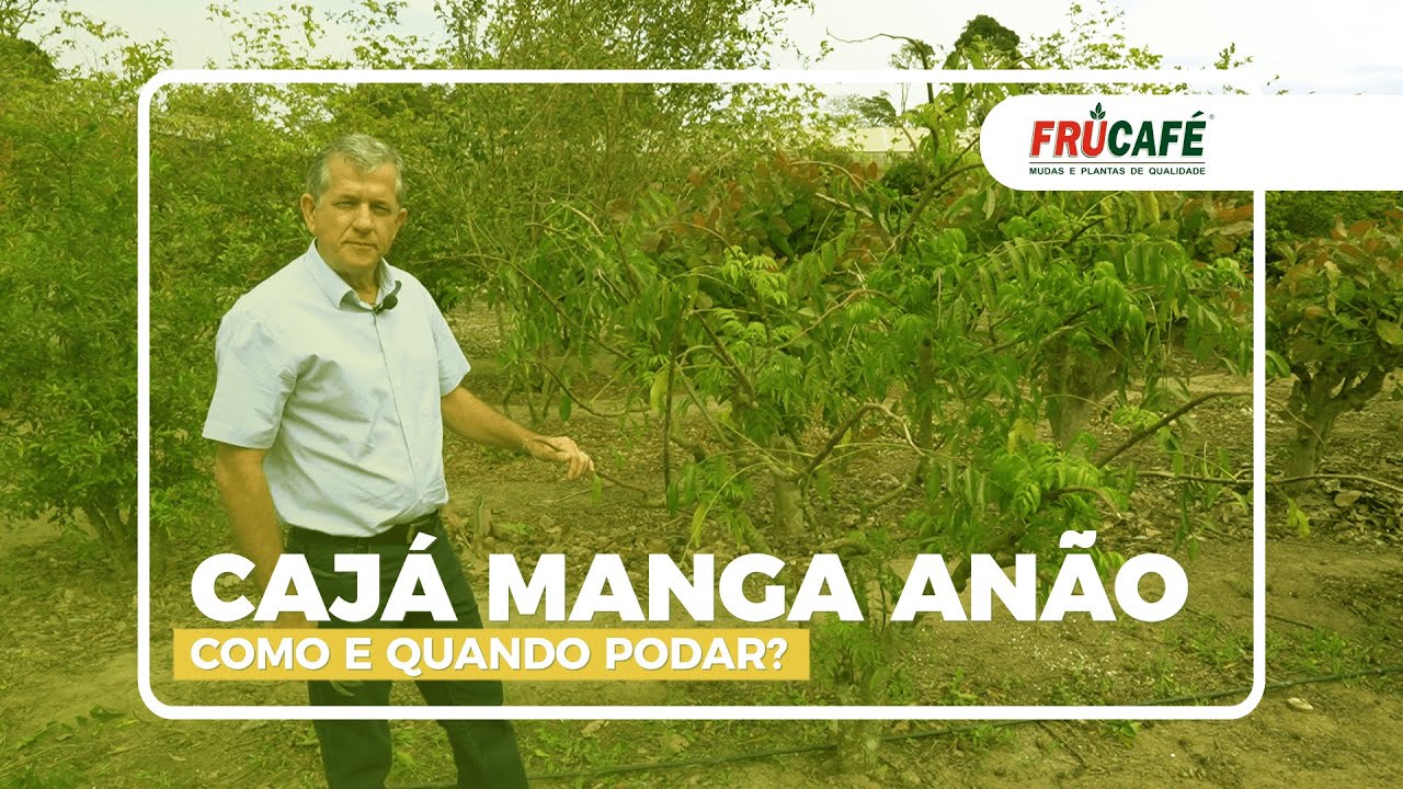 Como Fazer a Poda de Produção do Cajá Manga Anão para Colher Frutos o Ano Todo?