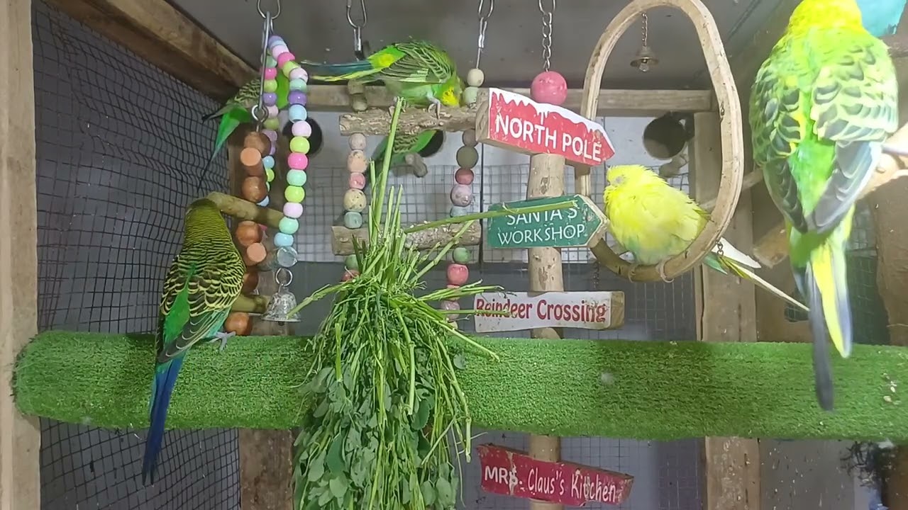 How Smart Are Parrots? Let’s Test Them!