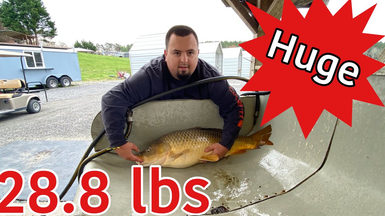 Catching Huge carp at Creekside lake
