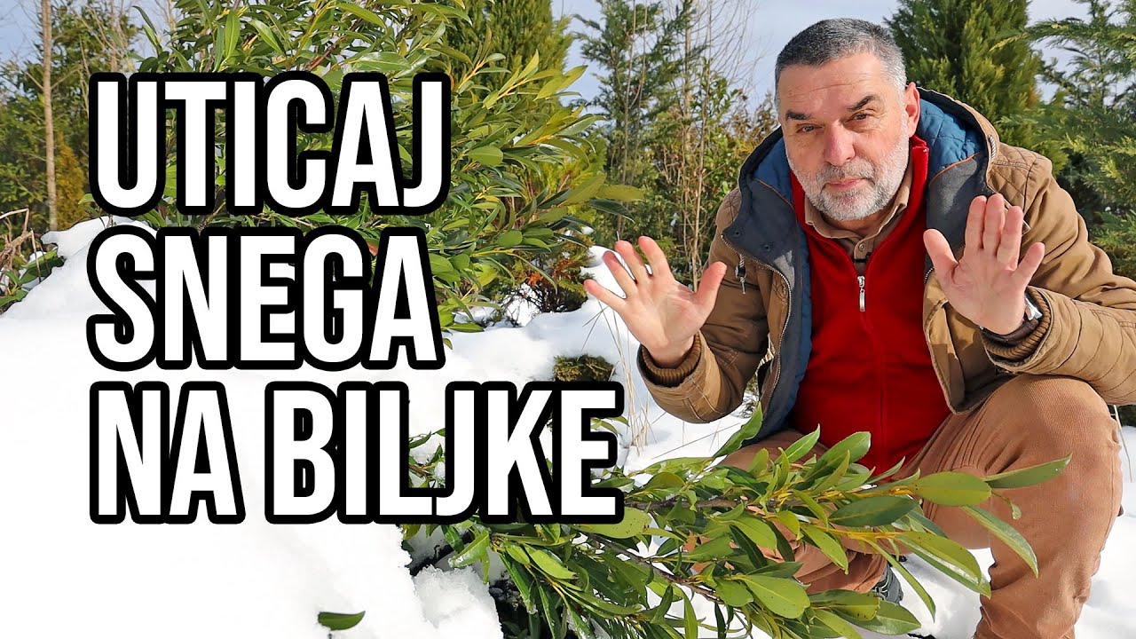 Uticaj snega na ukrasne biljke - štetnost i koristi
