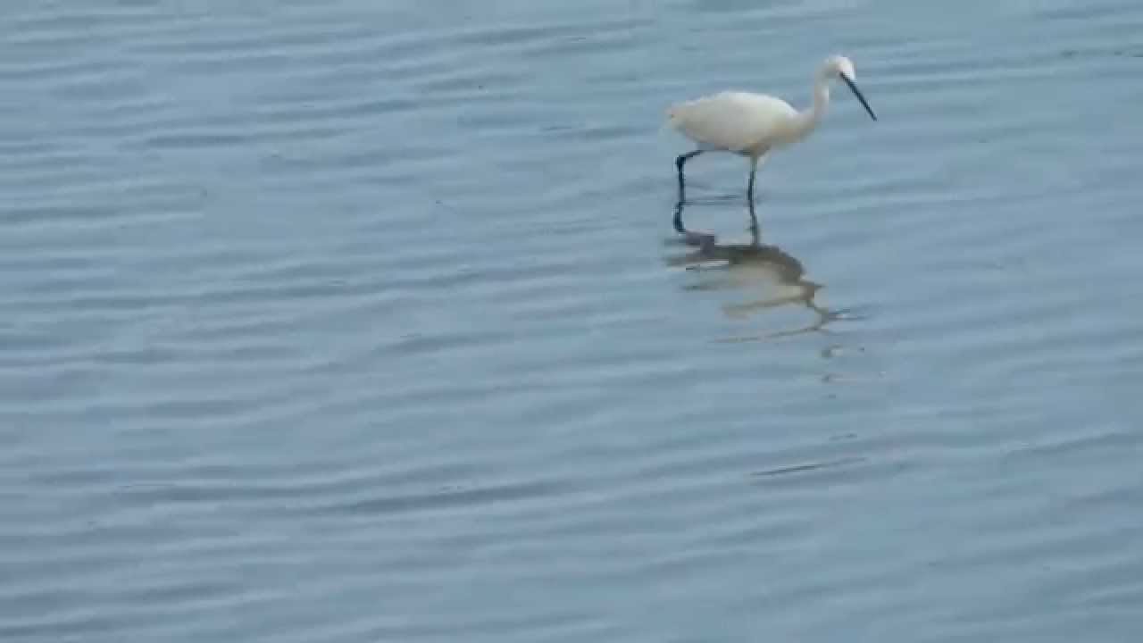 Garceta pescando en la r&iacute;a de Mogro