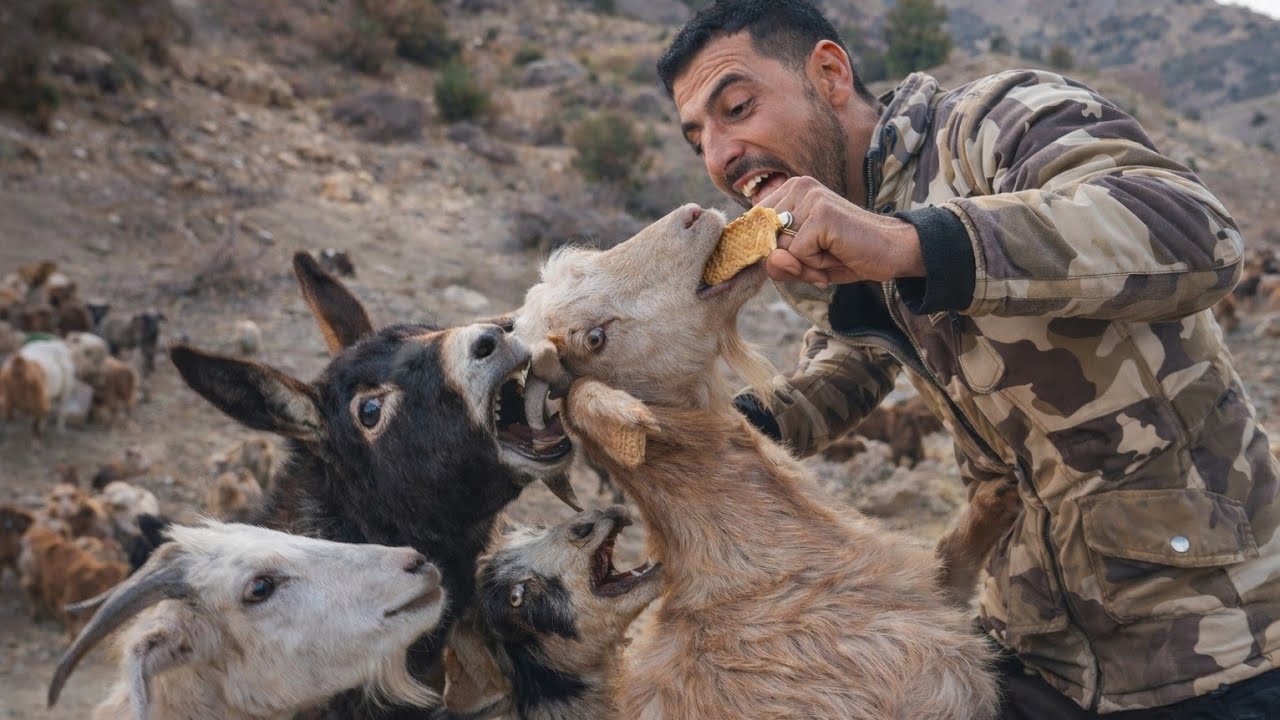 Goats Stole My Cookie! A Full Day in the Mountains with the Herd