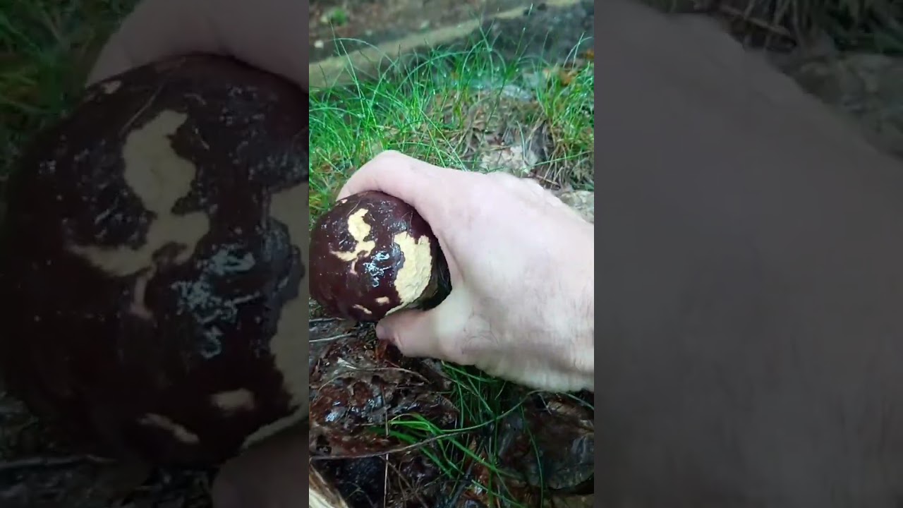 porcino Rosso giugno 2023 boletus pinicola!