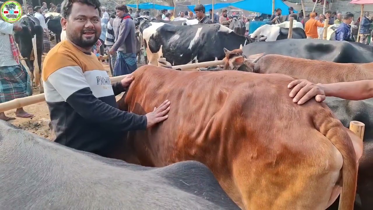 আজ ৩/২/২৬ | চট্রগ্রামের খামারী কেমন দামে গাভী কিনছেন/কিনলেন | খোচাবাড়ী হাট 