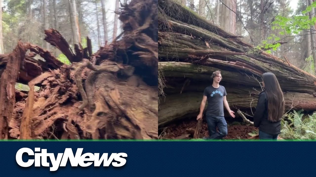 600-year-old tree falls in Stanley Park