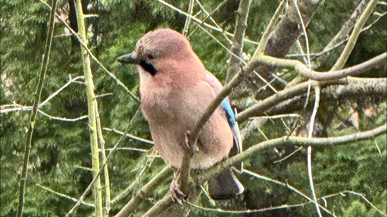 Птички🐦 #кормушкадляптиц #птички #белочка #villagevlog #birds #esquilo #squirrel #passarinho #बर्डी 