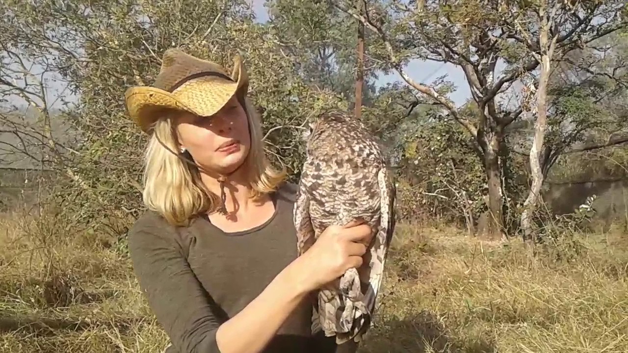 Spotted Eagle Owl release