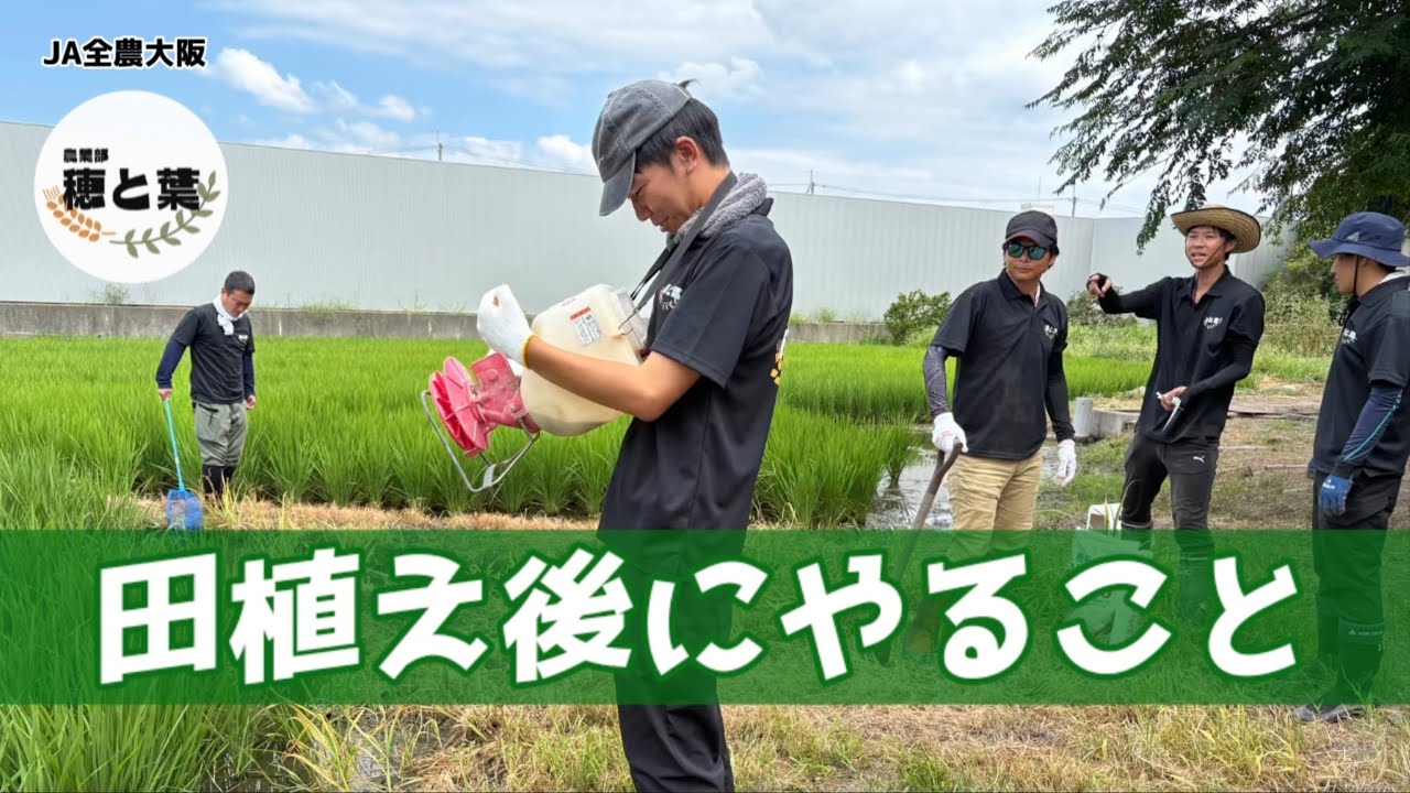 農業部「穂と葉」 ほぼ素人で米作りに挑戦②田植え後いろいろ