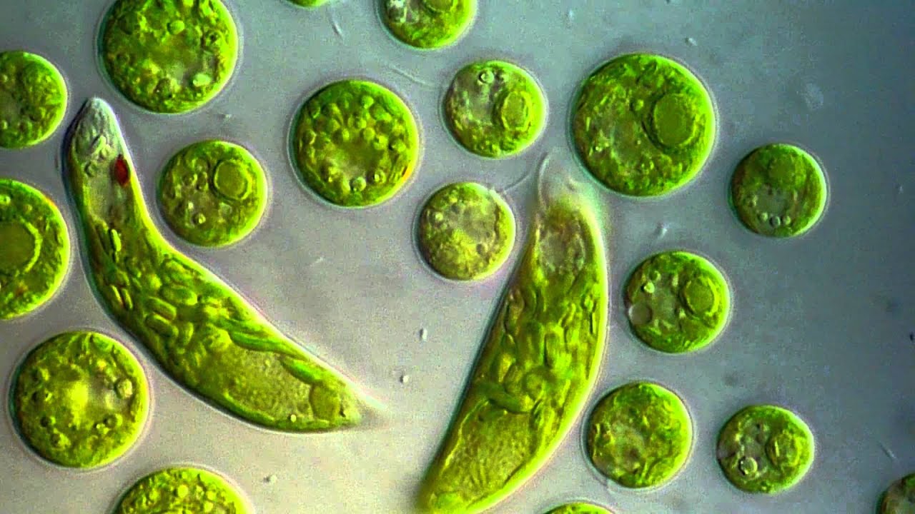 Chlamydomonas & Euglena viridis