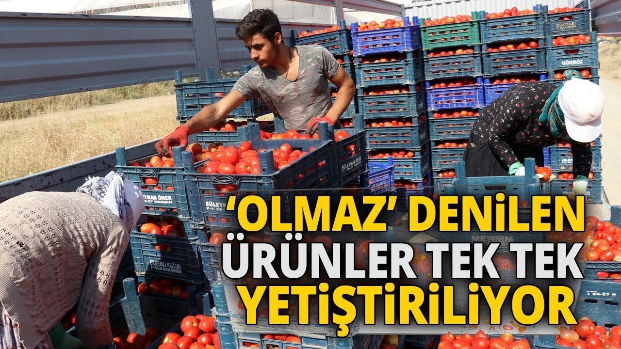 Gevaş’ta Muz Üretilecek