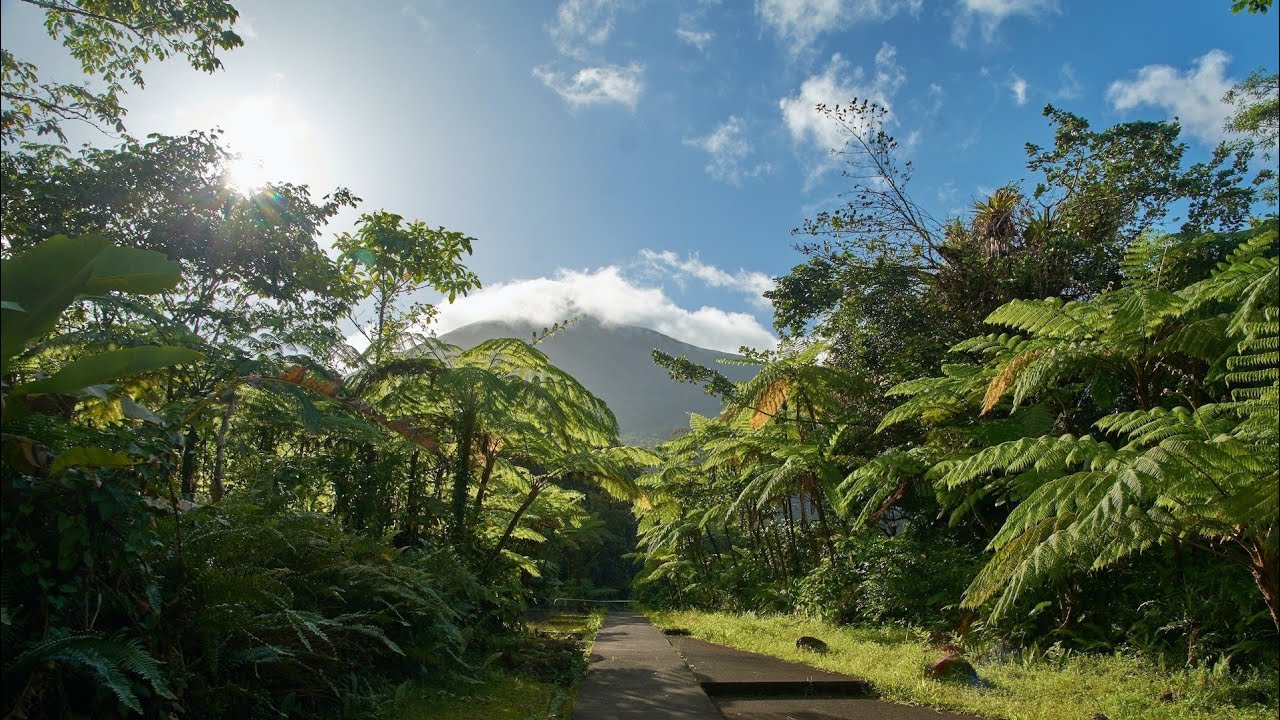 Amazon Rainforest - The World's Largest Tropical Rainforest