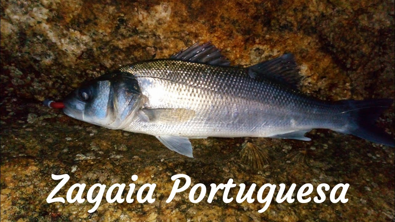 BricoPesca - Zagaia Portuguesa / DIY 
