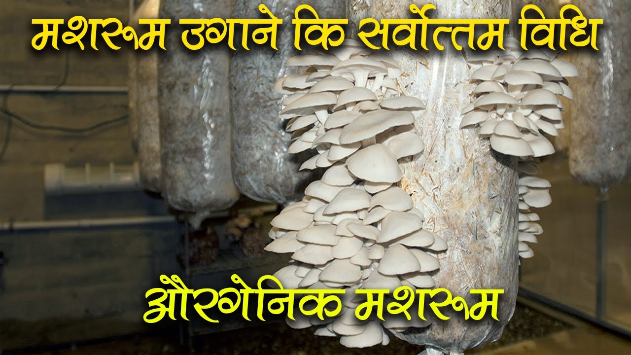 Organic Mushroom Farming I Punpun Bihar I Part 2