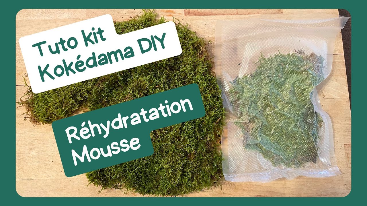 Kit DIY Kokedama par Meloke 🌿| Tuto réhydratation de la mousse sous vide