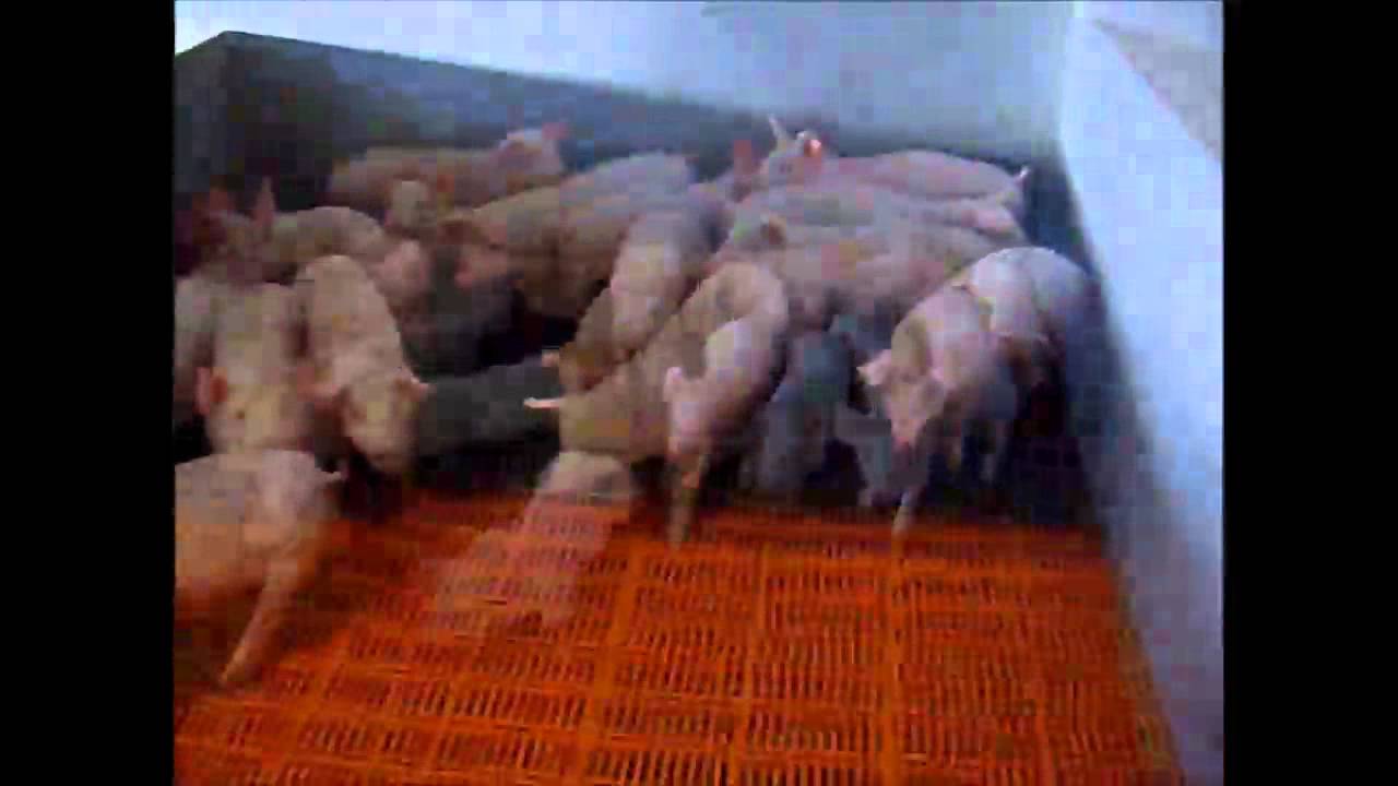 Inseminatie tot vleesvarken