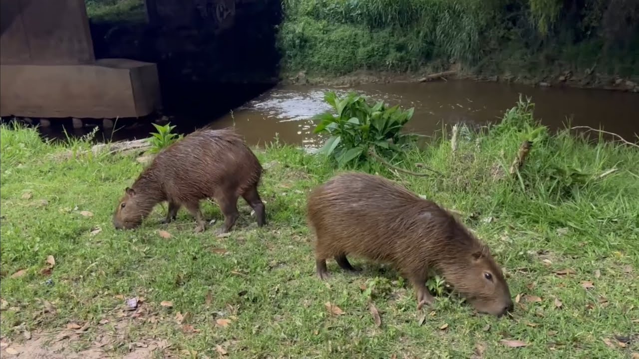 Christmas in Brazil with Family, Coffee Farm Visits, and a Capybara Sighting