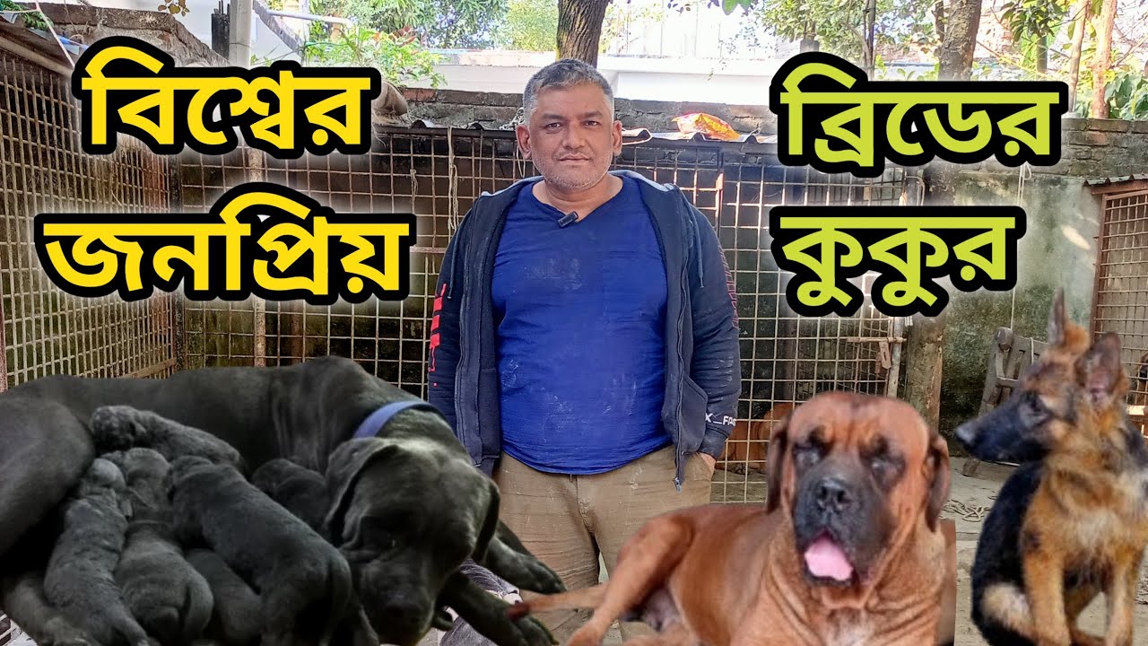 Bull Mastiff |Cane Corso|German Shepherd| Best Guard Dogs| Dog farm in Bangladesh| Dog price in 2025