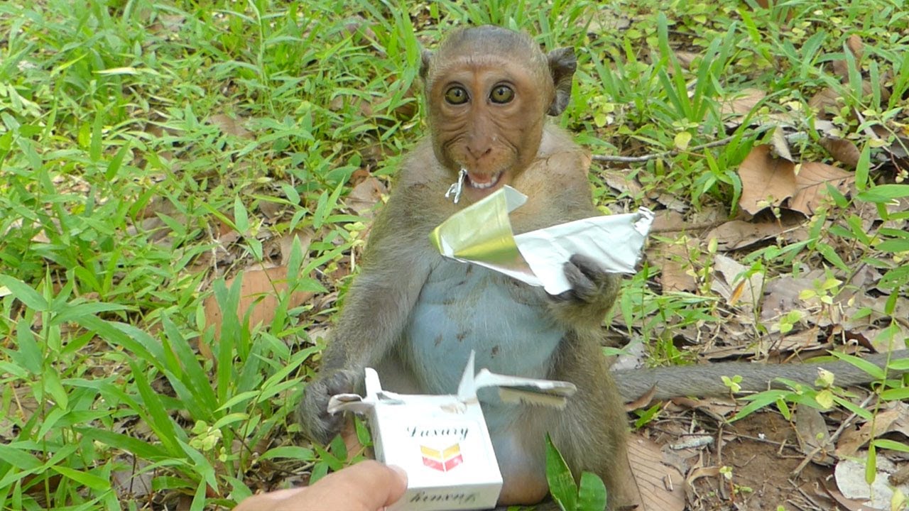 JINX Monkey So Angrily Coz I Try To Take Off Cigarette Box From Her, Oh Not Good To Eat JINX Stop Pl