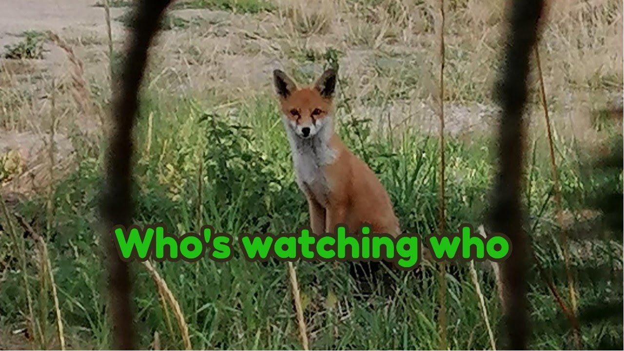 Trailcam footage