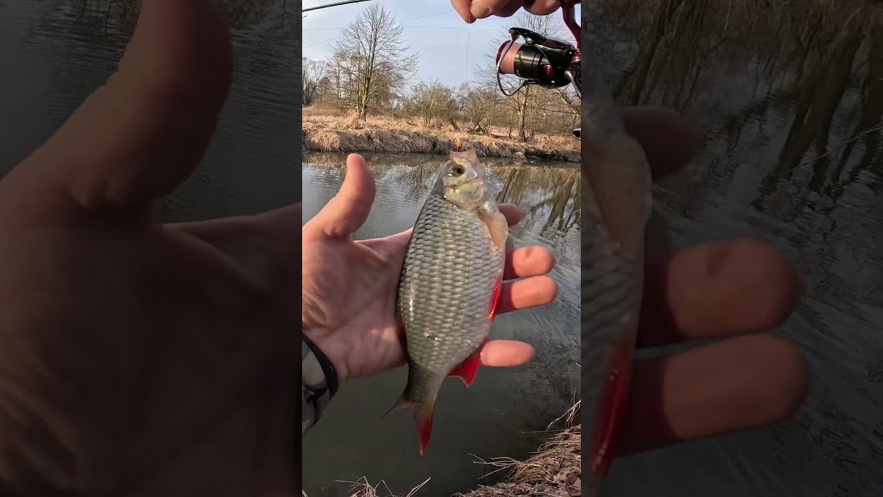 UL nad płytkim kanałem &ndash; zdręga i płotka #fishing #ultralight #spinning