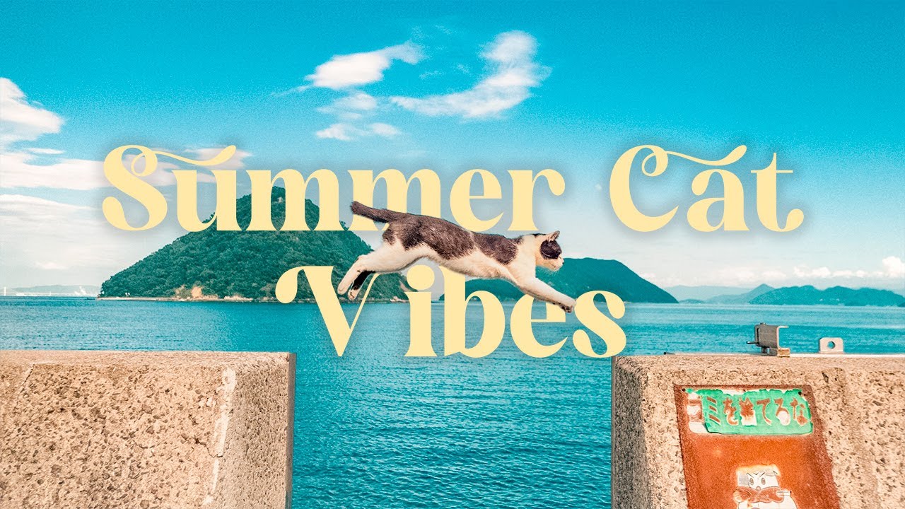 Summer Cat Vibes 🐾 Chill Japanese Lofi Mix for Relaxation & Peaceful Focus