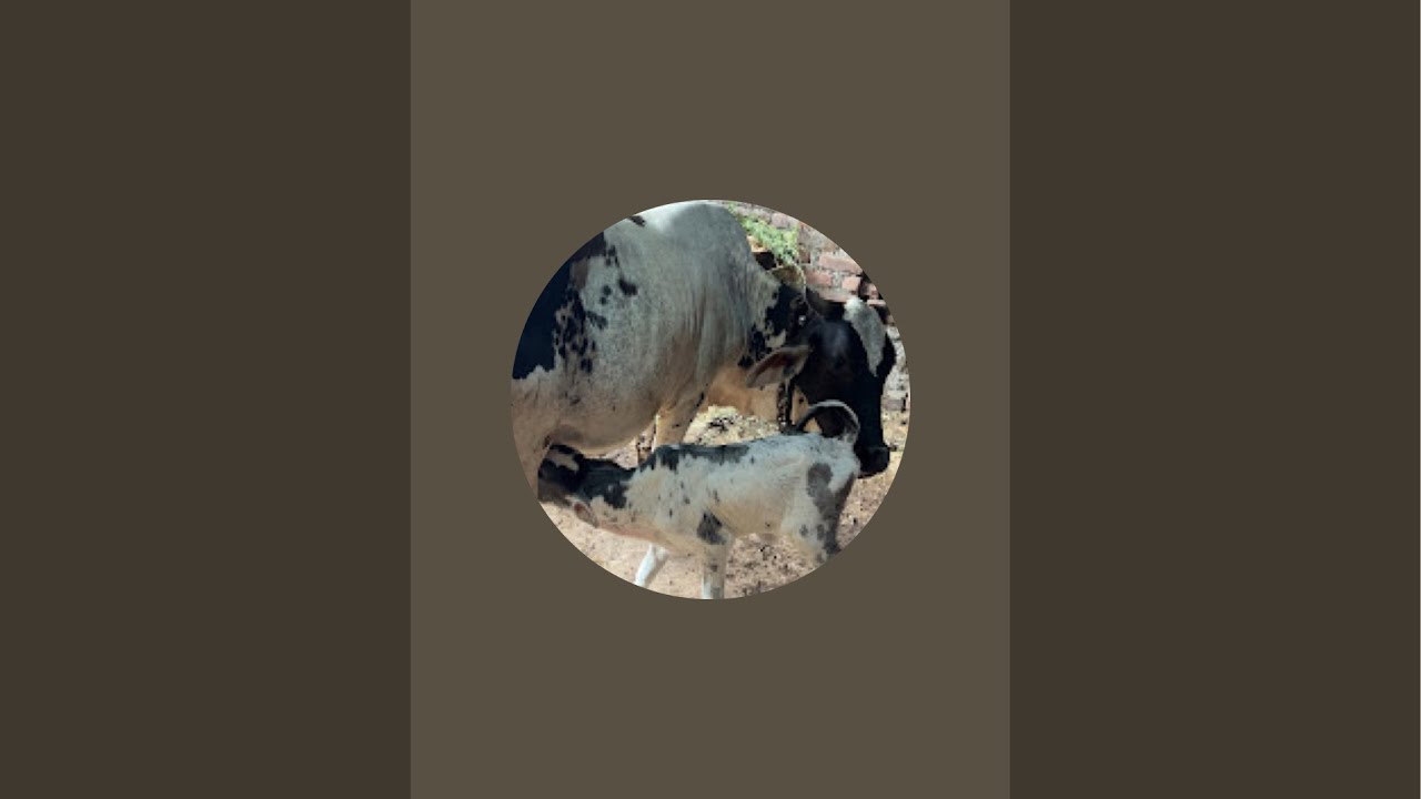 Ashu is live