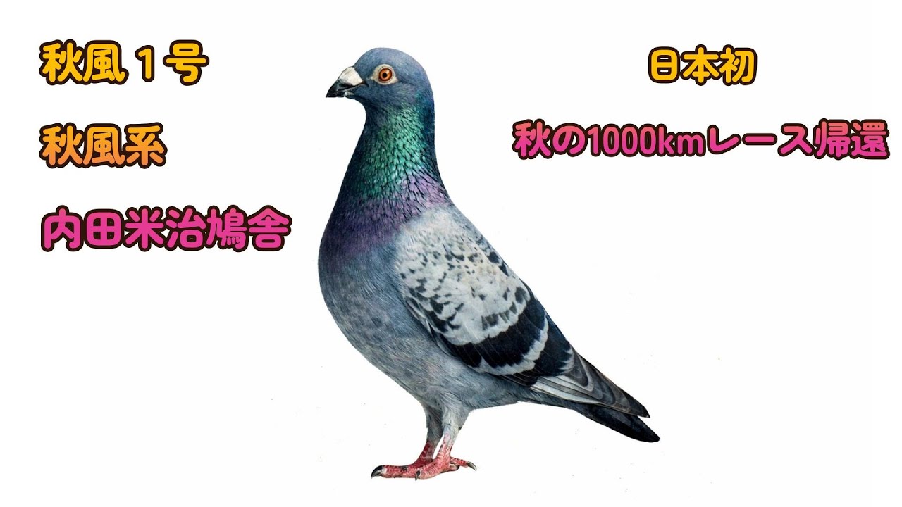思い出に残る銘鳩 秋風１号 52。歴史に残る銘鳩。内田鳩舎。プカラスロフト＆不知火ロフト。