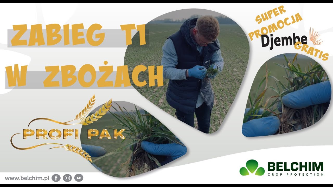 Zabieg T1 w zbożach - rozwiązanie Belchim
